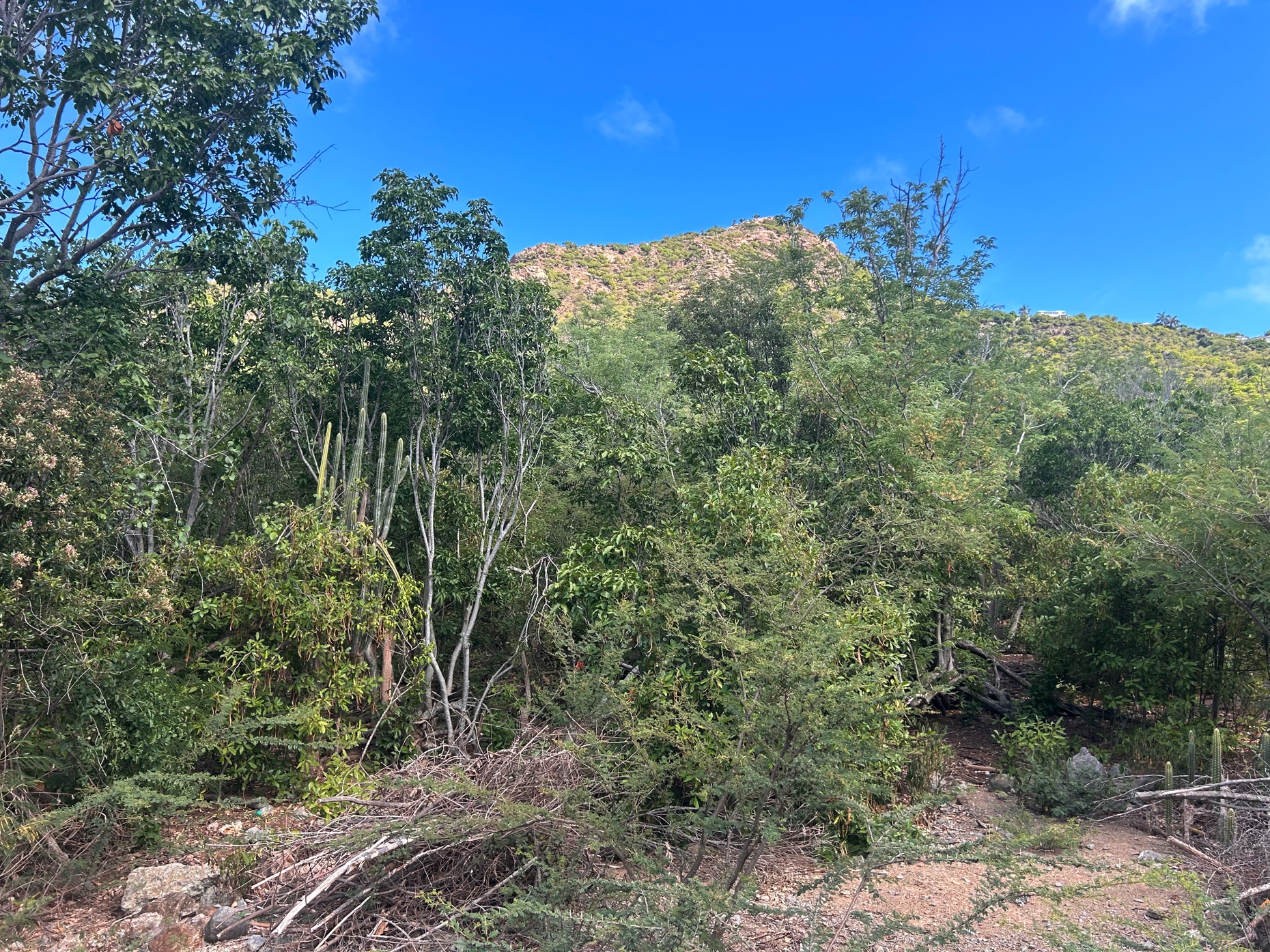Homes for sale in Saint-Barthélemy | View Land CR-TGF LOT N°2 Grand Fond