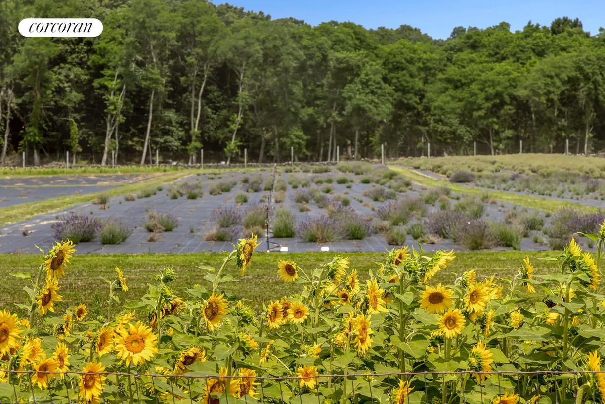 The Hamptons Real Estate | View 3360 Sound Avenue | Sunflowers