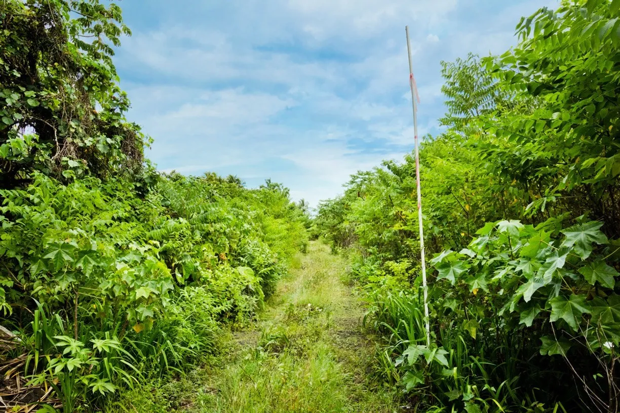 Hawaii Real Estate | View OLD GOVERNMENT RD | room 4 | View 5