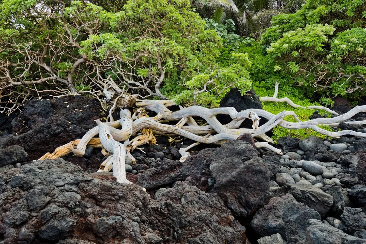 Hawaii Real Estate | View OLD GOVERNMENT RD | room 8 | View 9