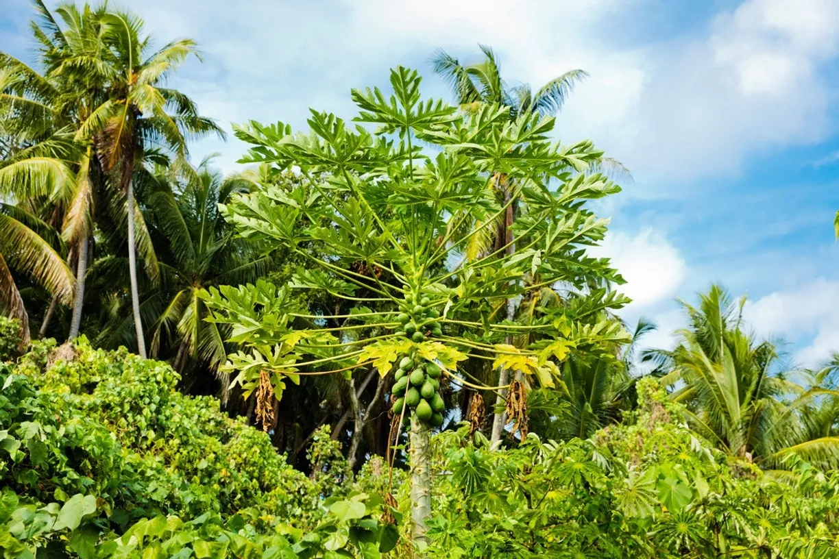 Hawaii Real Estate | View OLD GOVERNMENT RD | room 6 | View 7