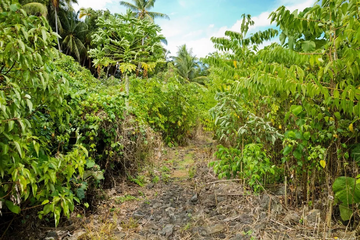 Hawaii Real Estate | View OLD GOVERNMENT RD | room 5 | View 6