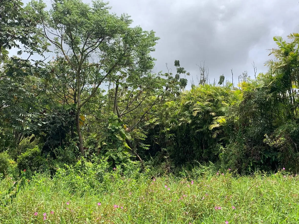 Hawaii Real Estate | View KULA ST | room 3 | View 4