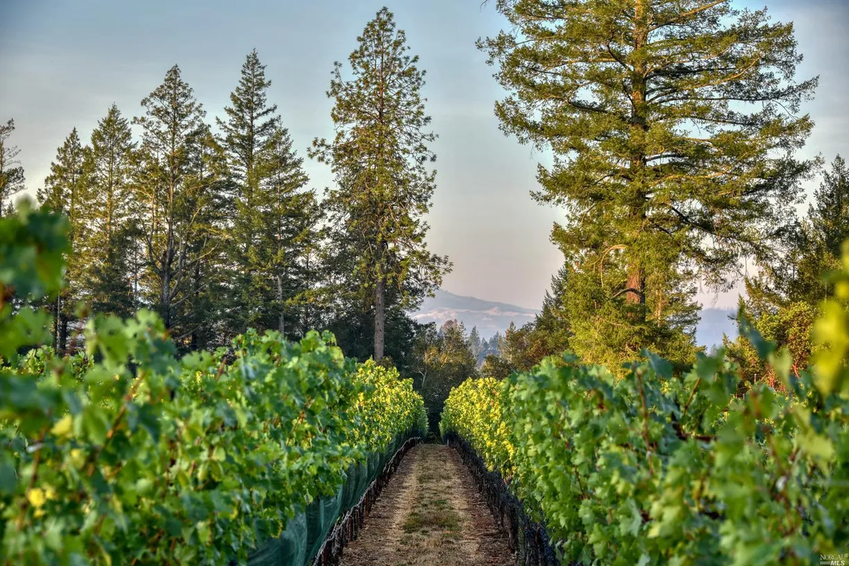 Northern California Real Estate | View 285 Howell Mountain Road | room 21 | View 22