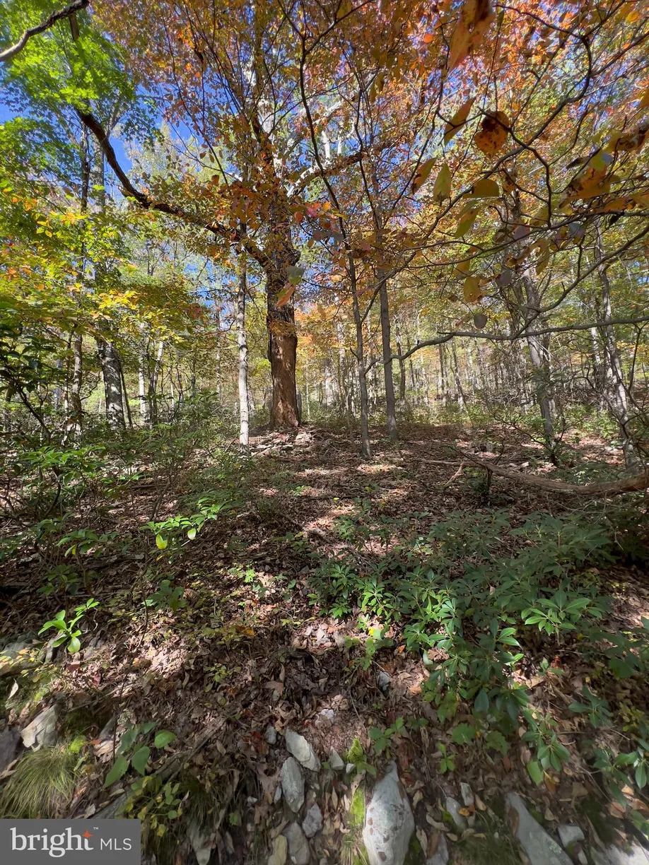 Washington Metro Area Real Estate | View Fox Trail