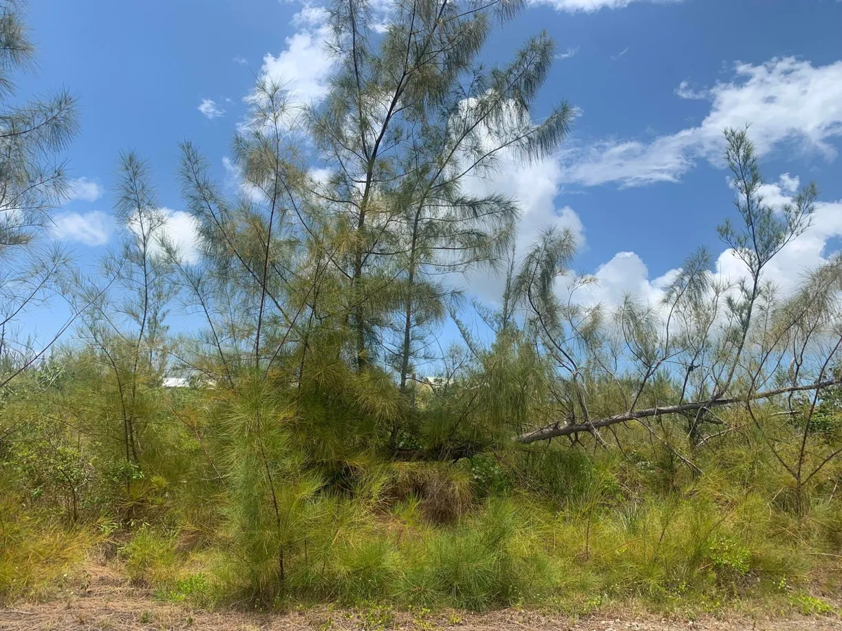 Bahamas Real Estate | View DEBDEN LANE, 96 | Listing
