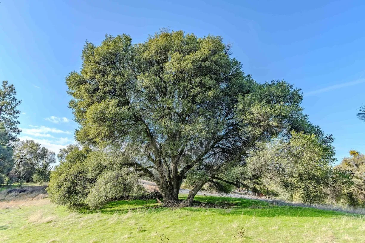 Northern California Real Estate | View 0 Union Hill | Listing