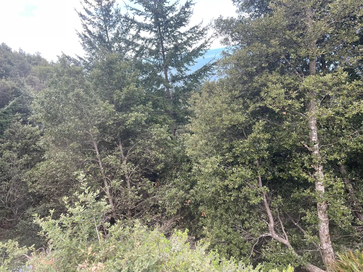 Northern California Real Estate | View Atchison Court