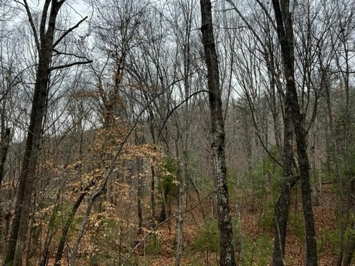 Charlotte Real Estate | View 15 Silver Fir Road | Listing