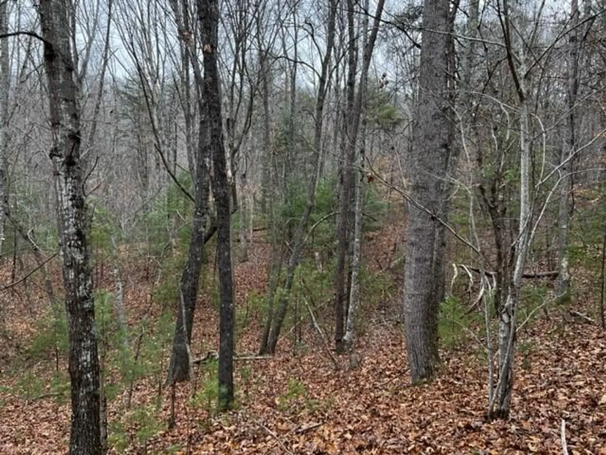 Charlotte Real Estate | View 15 Silver Fir Road | Listing