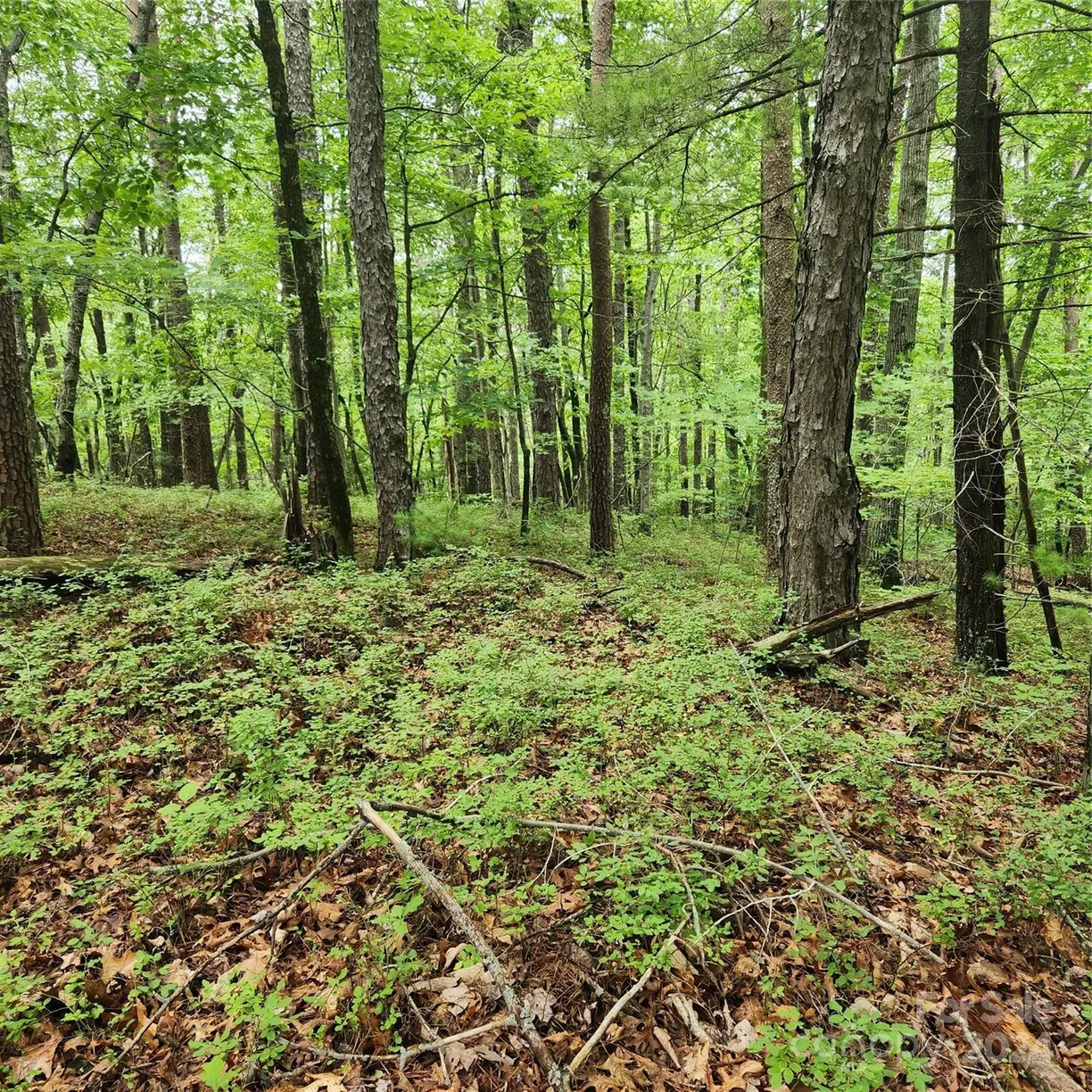 Charlotte Real Estate | View 0 Buttonwood Road, 21
