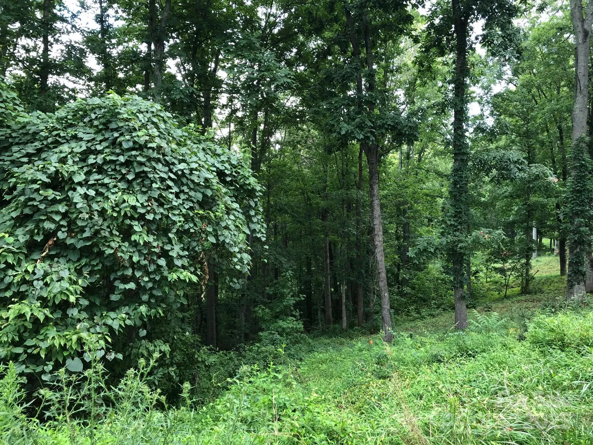 Charlotte Real Estate | View 45 Sweet Fern Parkway, 43 | Listing