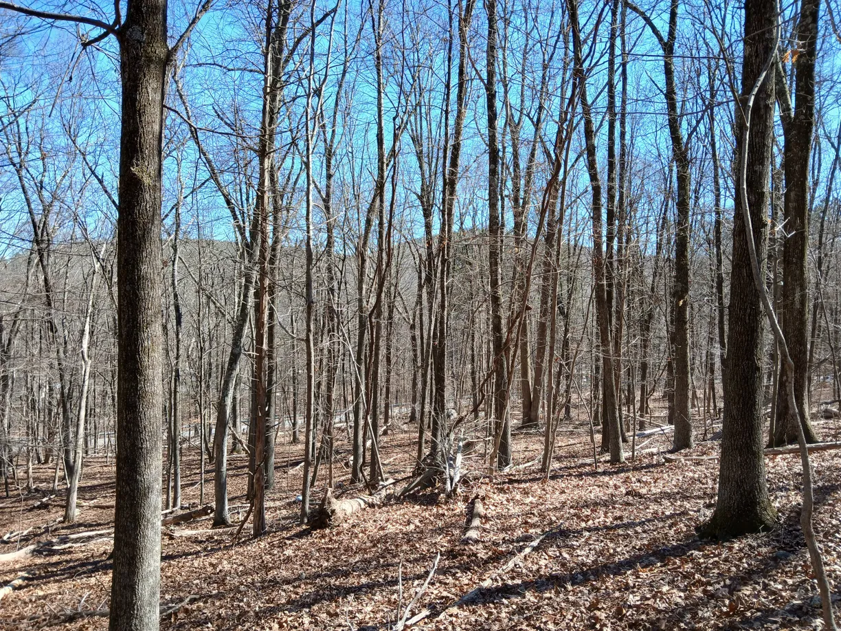 Greenwich Real Estate | View Sherman Road