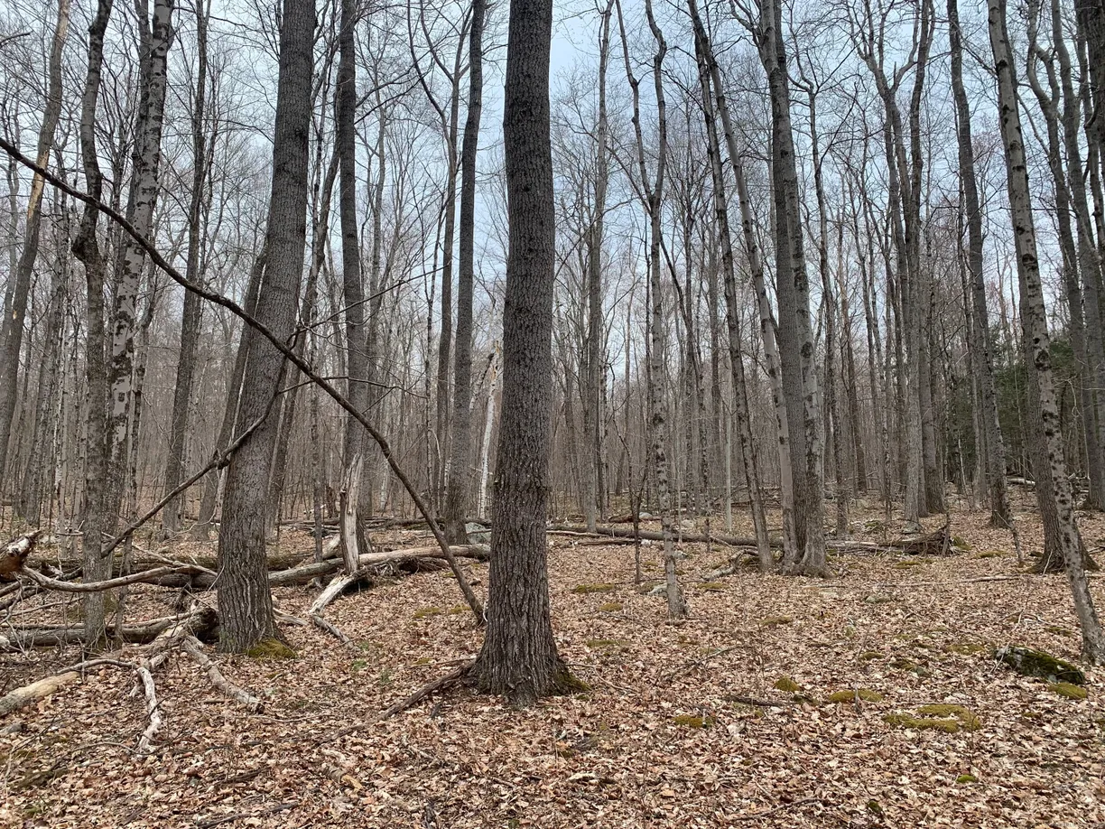 Greenwich Real Estate | View  | Listing