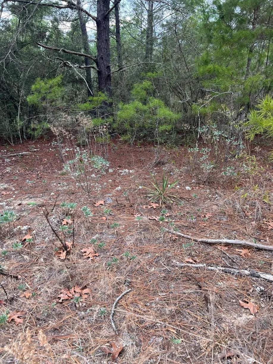 Northwest Florida Real Estate | View lot 17 Coventry Road | Listing