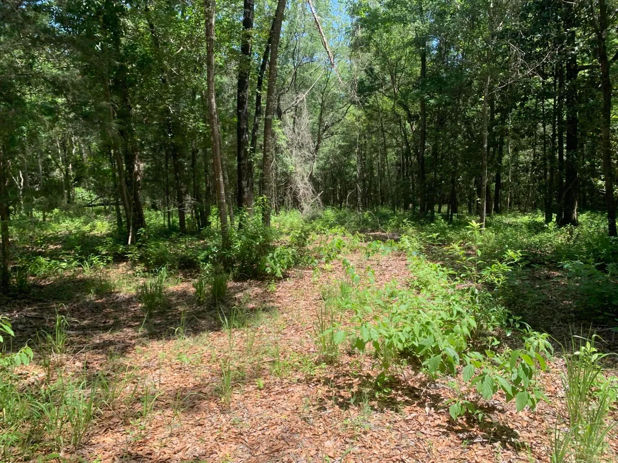 Northwest Florida Real Estate | View 0 FL-81 | Listing