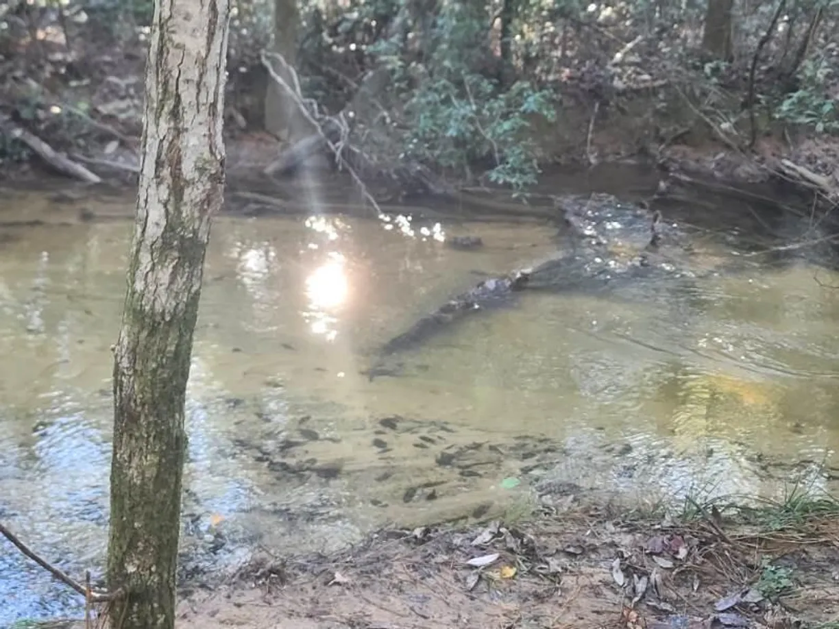 Northwest Florida Real Estate | View 4 Ac Seven Oaks Road