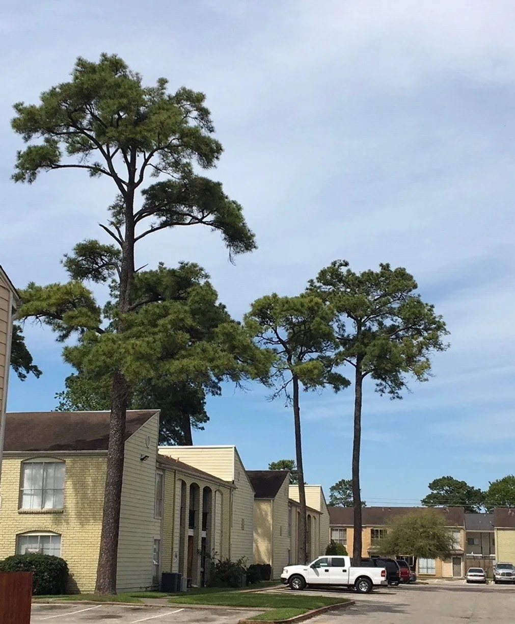 Houston Real Estate | View 6200 W Tidwell Road, 1606 | Listing
