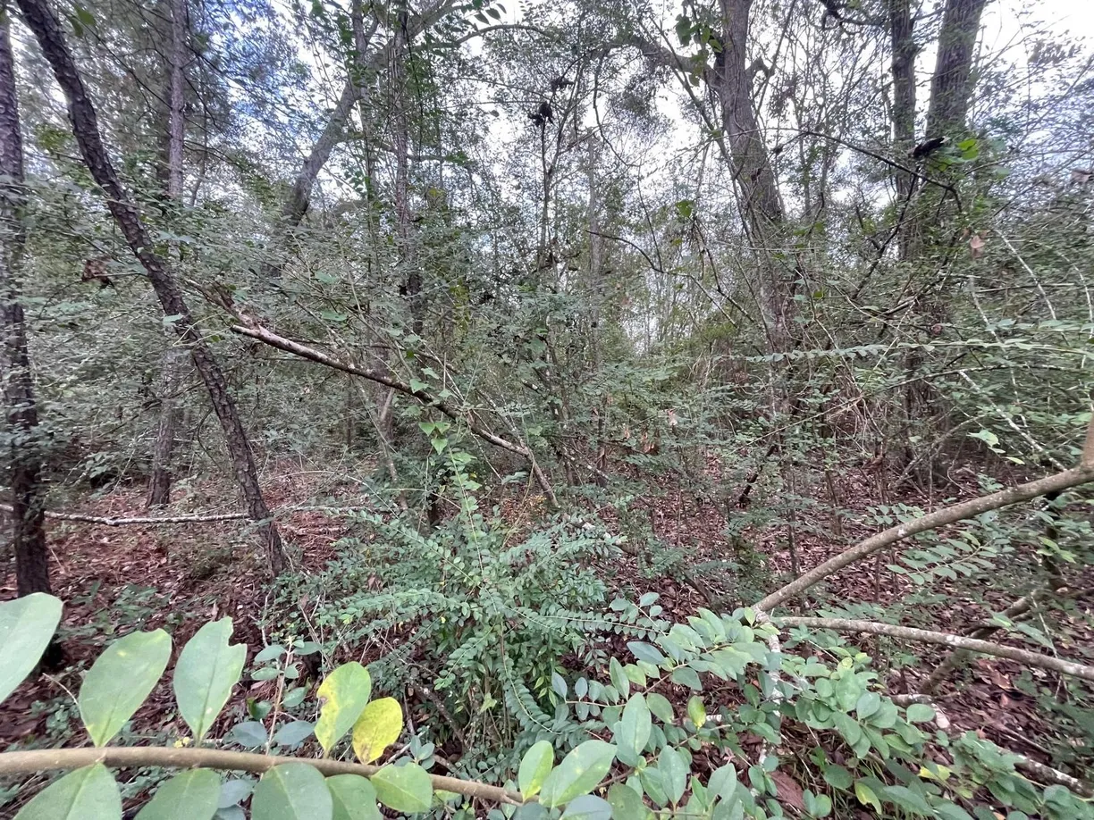 Houston Real Estate | View 0 Elkfield Lane | Listing