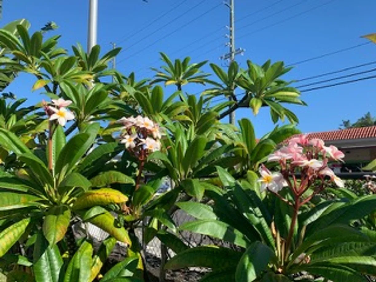 Hawaii Real Estate | View 75-5680 KUAKINI HIGHWAY, 303 | Listing