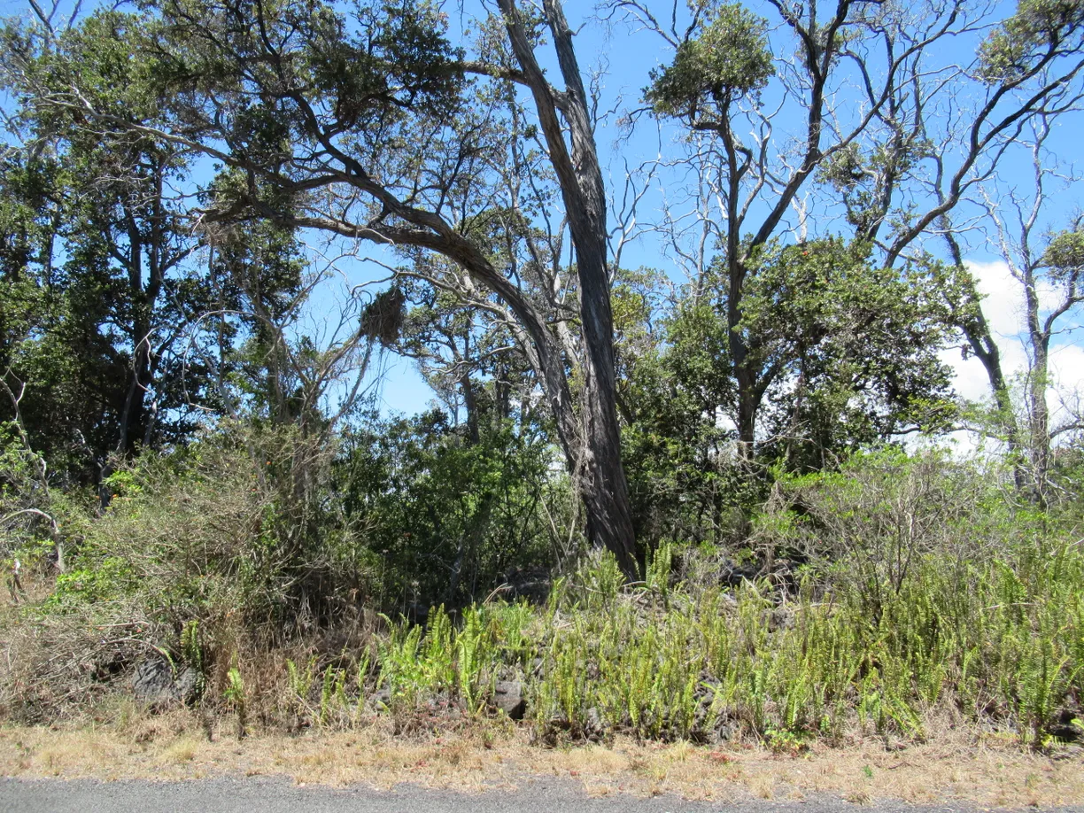 Hawaii Real Estate | View BAMBOO LANE | Listing