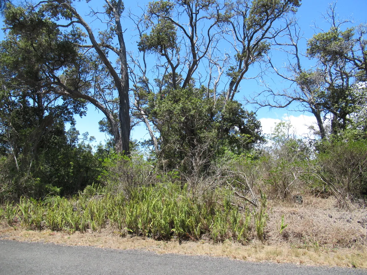 Hawaii Real Estate | View BAMBOO LANE