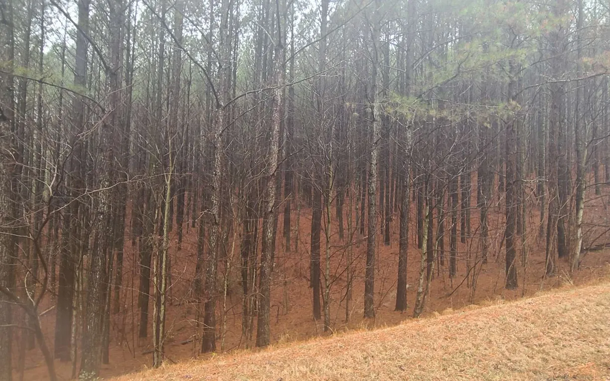 Athens, GA Real Estate | View 24 Ridge Top Drive | Listing