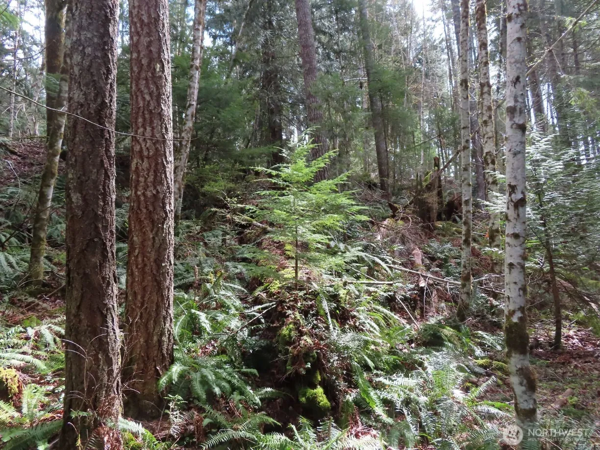 Seattle Area Real Estate | View 0 XXX N Lake Cushman Road | Listing