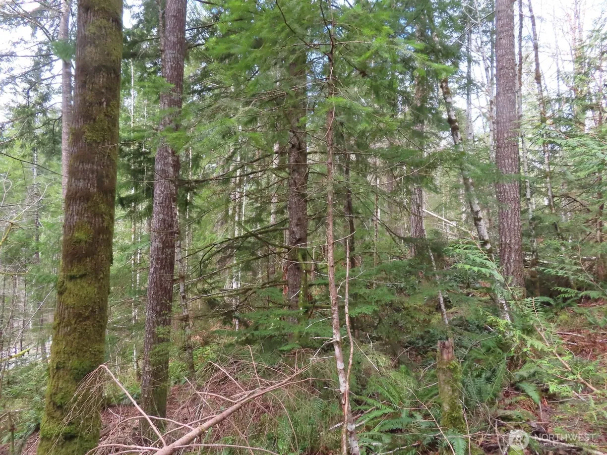 Seattle Area Real Estate | View 0 XXX N Lake Cushman Road