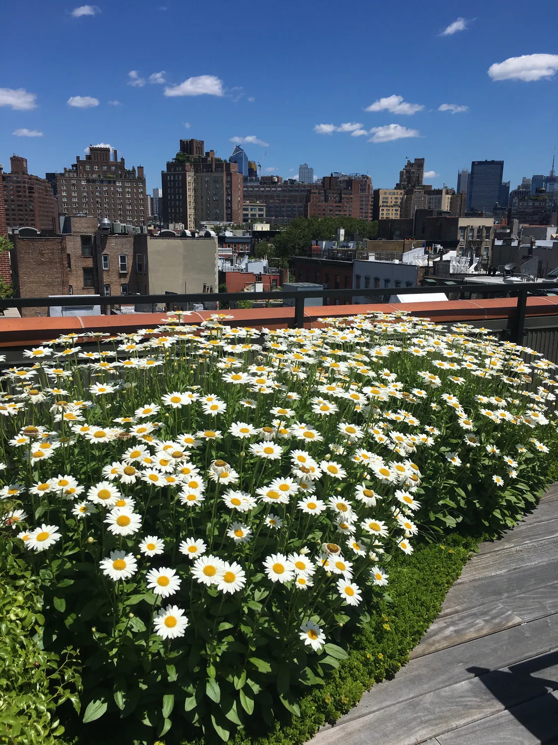 Fully landscaped and furnished roof