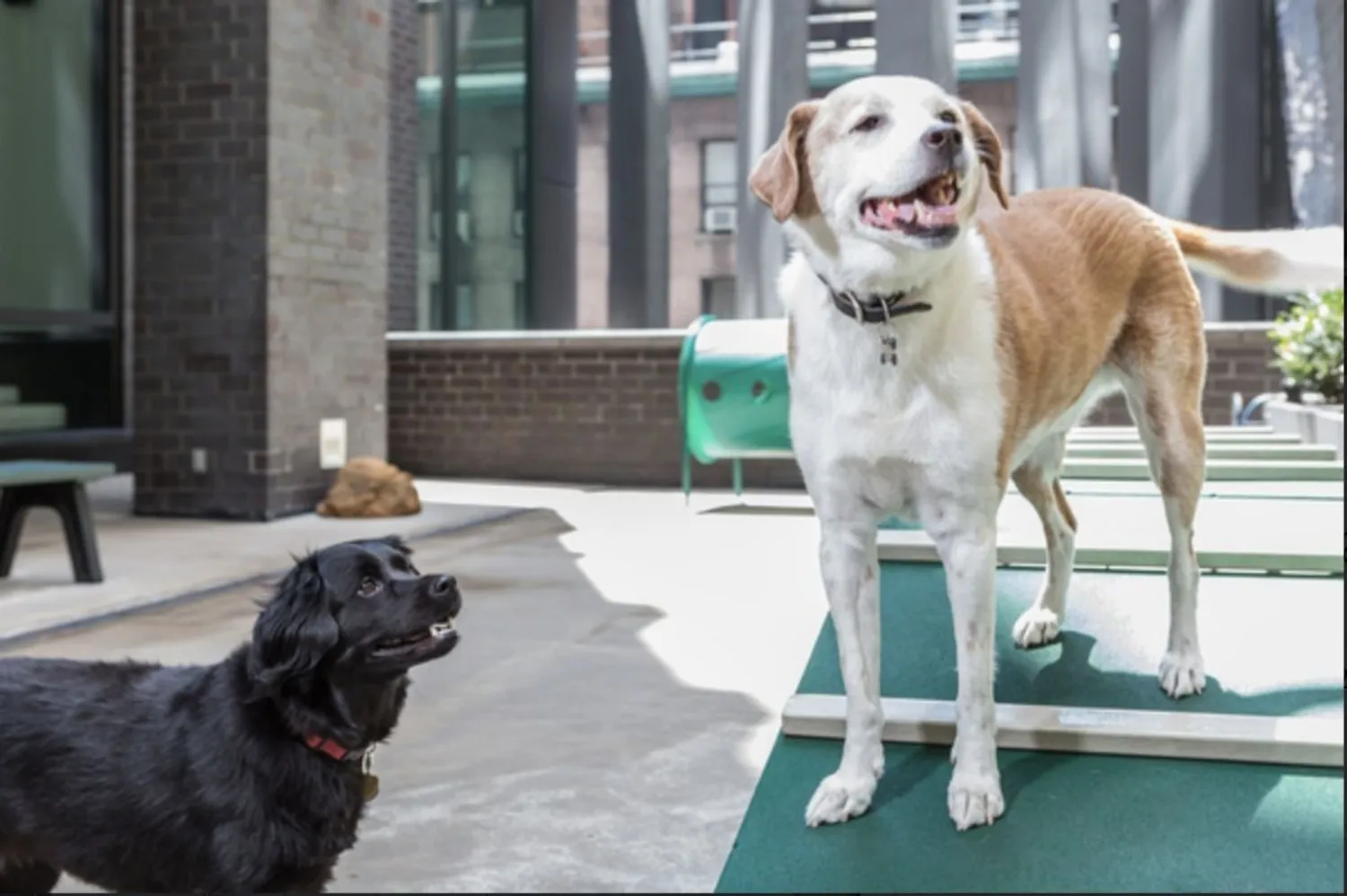 Covered Outdoor Dog Run