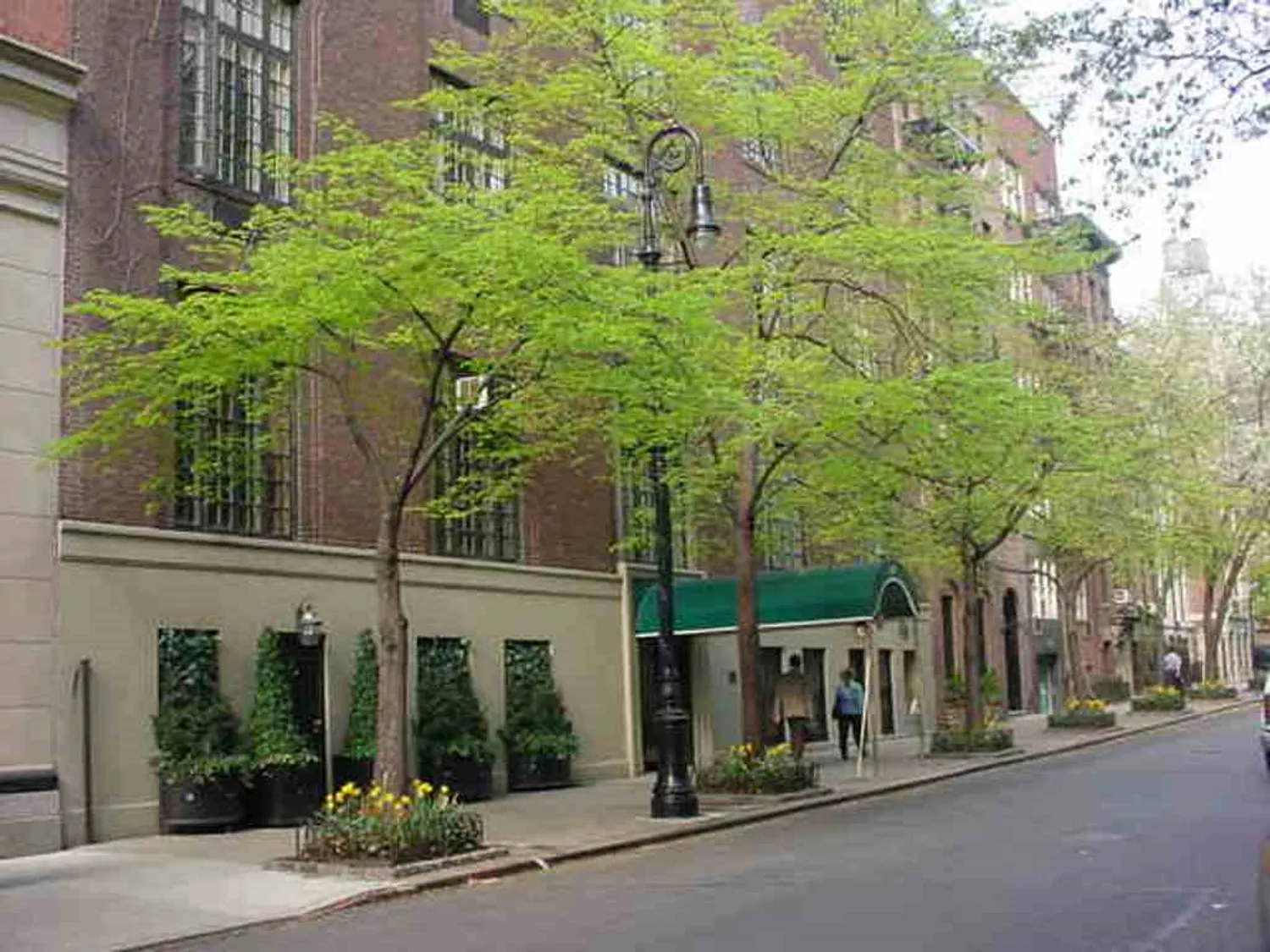 Tree-lined street