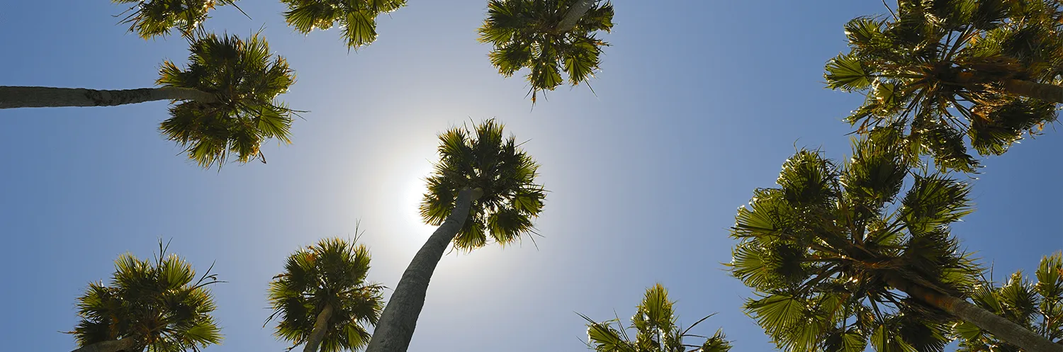 banner image for Bal Harbour