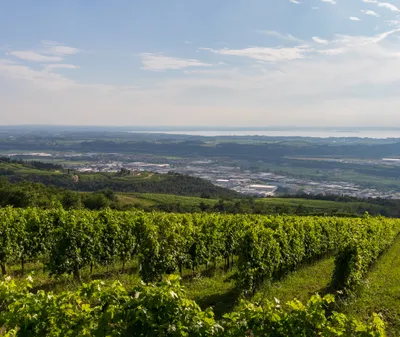 Valpolicella