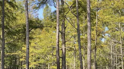 Harnett County