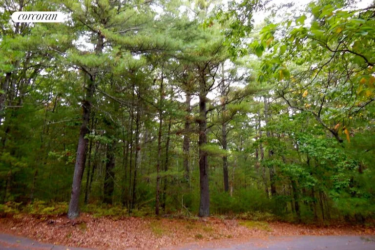 New York City Real Estate | View  | Tranquil Pine Forest | View 3