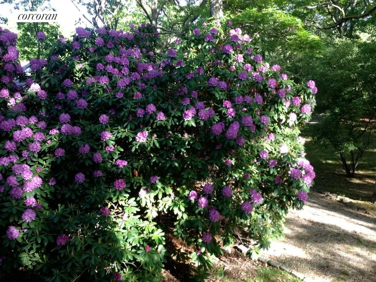 New York City Real Estate | View  | Rhodies in Full Bloom! | View 21