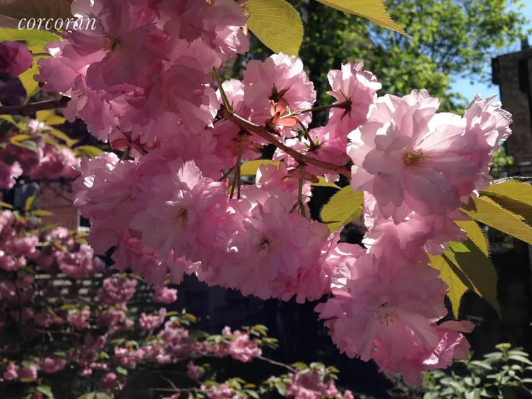 New York City Real Estate | View 31 8th Avenue, 2 | Cherry blossoms of your own  | View 9