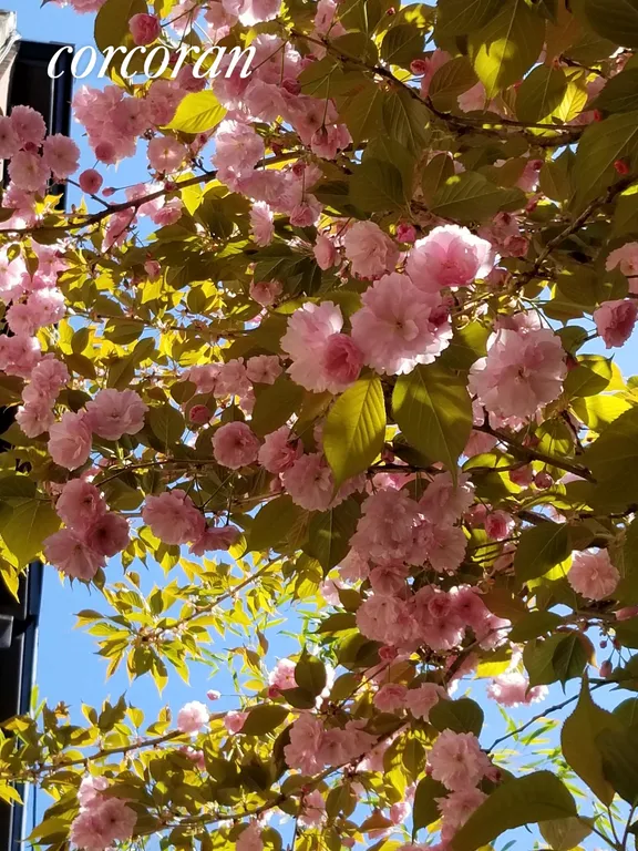 New York City Real Estate | View 60 West 9th Street | 60W.9th Garden with a Cherry tree in full bloom | View 14