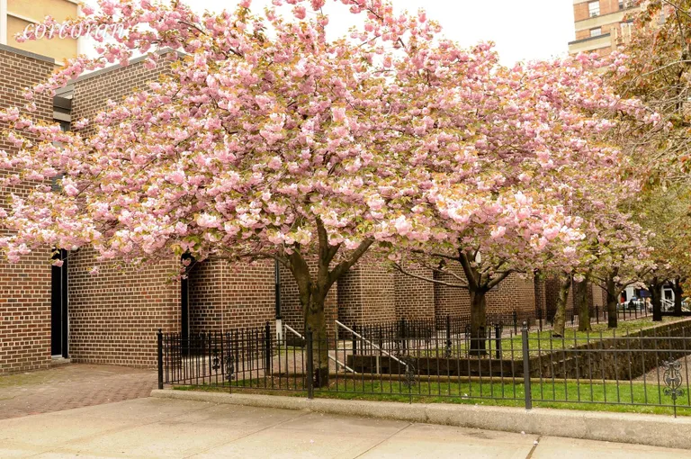New York City Real Estate | View 67 Henry Street, TH | Blooming Cherry Trees along the Row of Townhouses | View 11