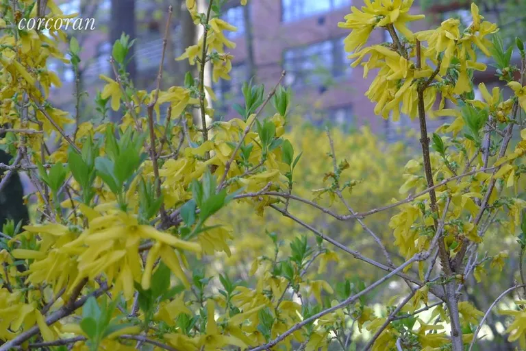 New York City Real Estate | View 382 Central Park West, 5H | Forsythia in Springtime | View 16