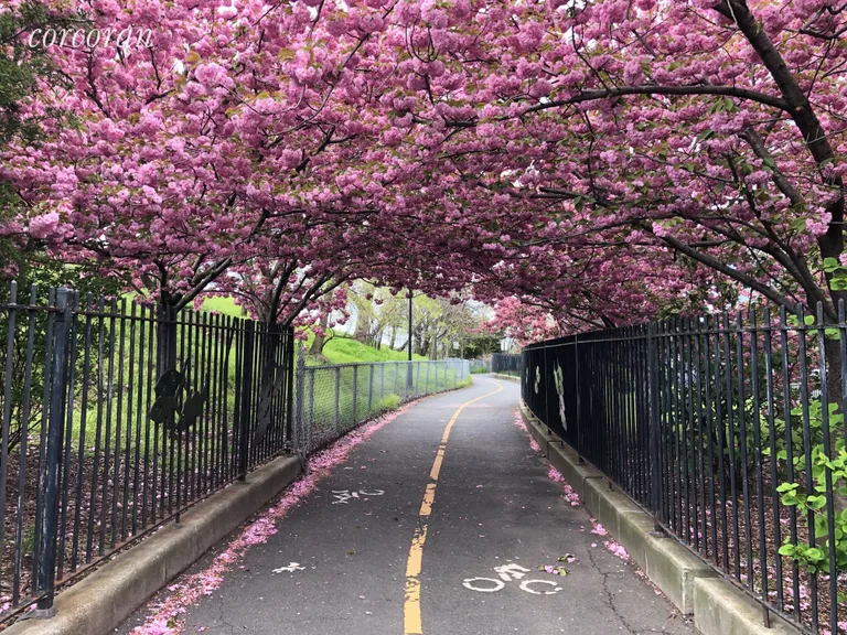 New York City Real Estate | View 6801 Shore Road, 6H | Cherry blossoms on hike/bike path across street | View 7
