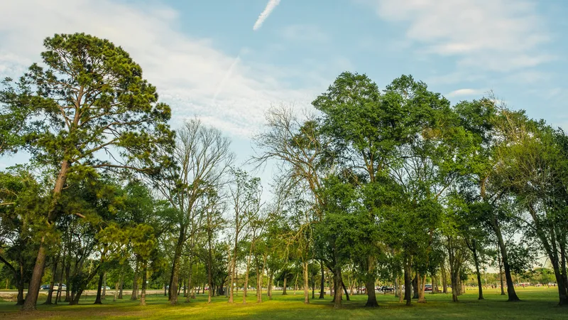 Spring Branch, HOUSTON [Neighborhood Guide] | The Corcoran Group