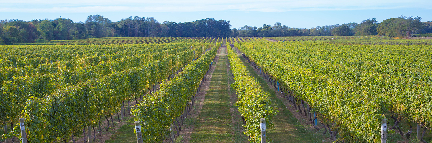 Get to know Southold - neighborhood overview image